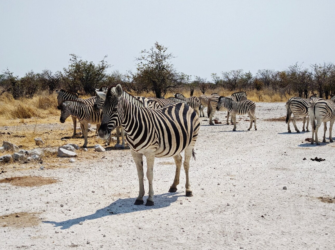 Etosha Pan-纳米比亚埃托沙国家公园必去景点