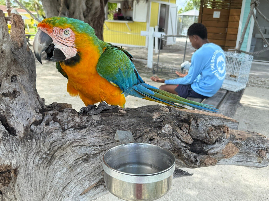 The Dolphin Experience-弗里波特必去景点