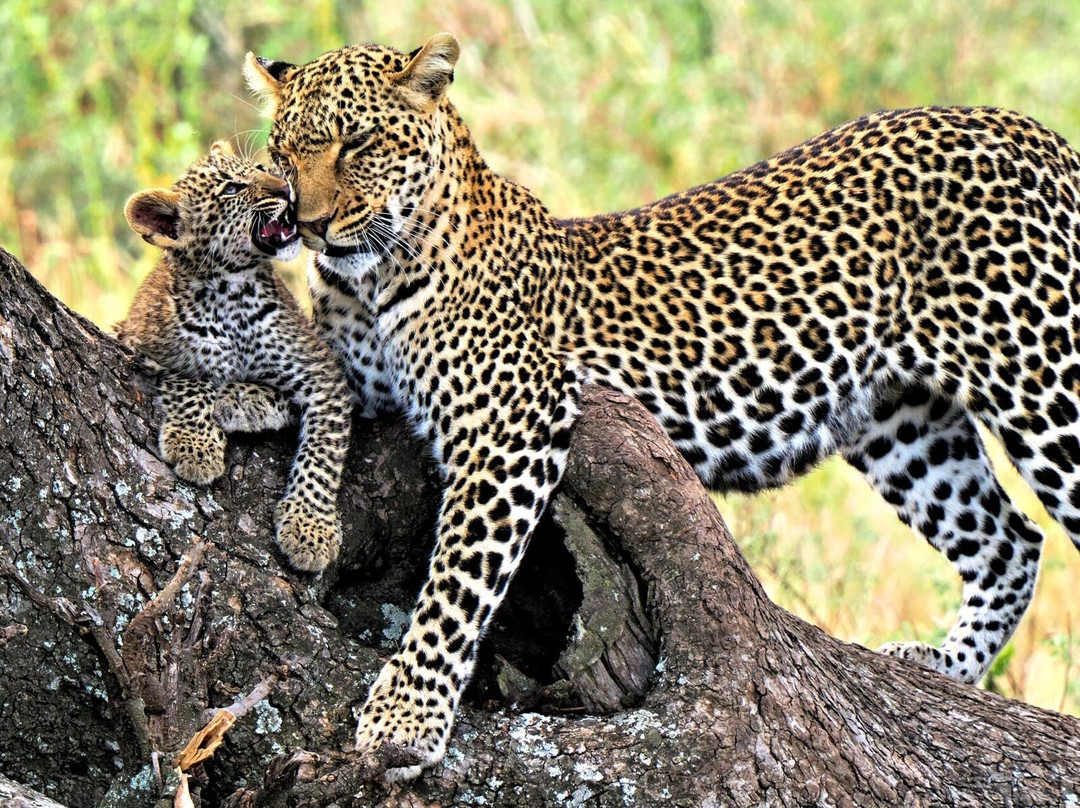 Sopai Safaris-阿鲁沙必去景点