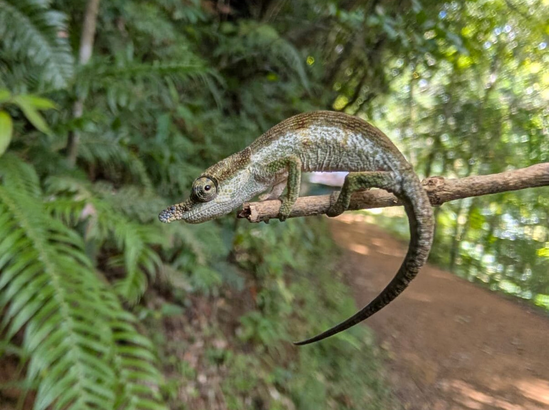 Madagascar Endemics & Resorts-安塔那那利佛必去景点