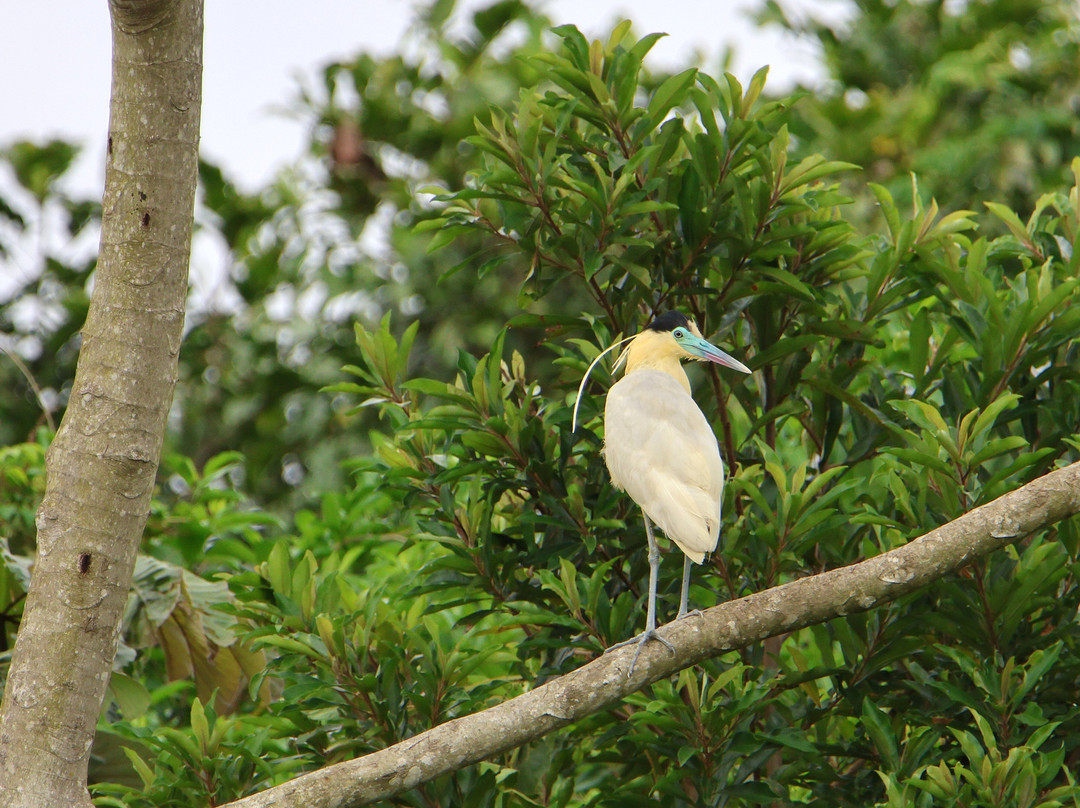 REGUA - Reserva Ecológica de Guapiaçu-Cachoeiras de Macacu必去景点