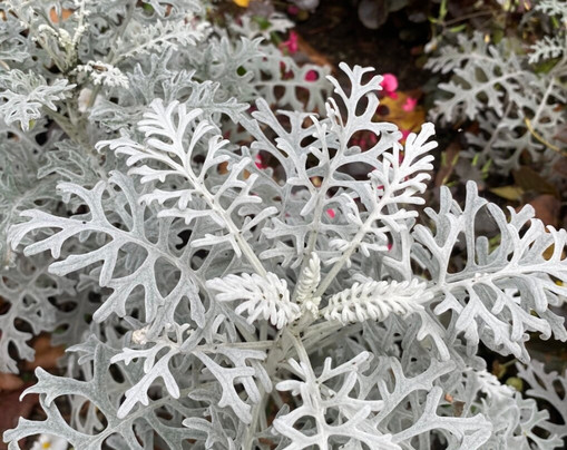 Nakhimovskiy Park-Vyazma必去景点