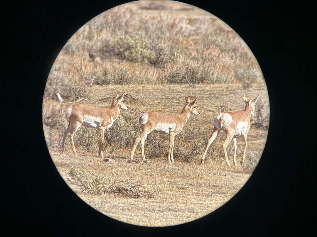 BrushBuck Wildlife Tours-杰克逊必去景点