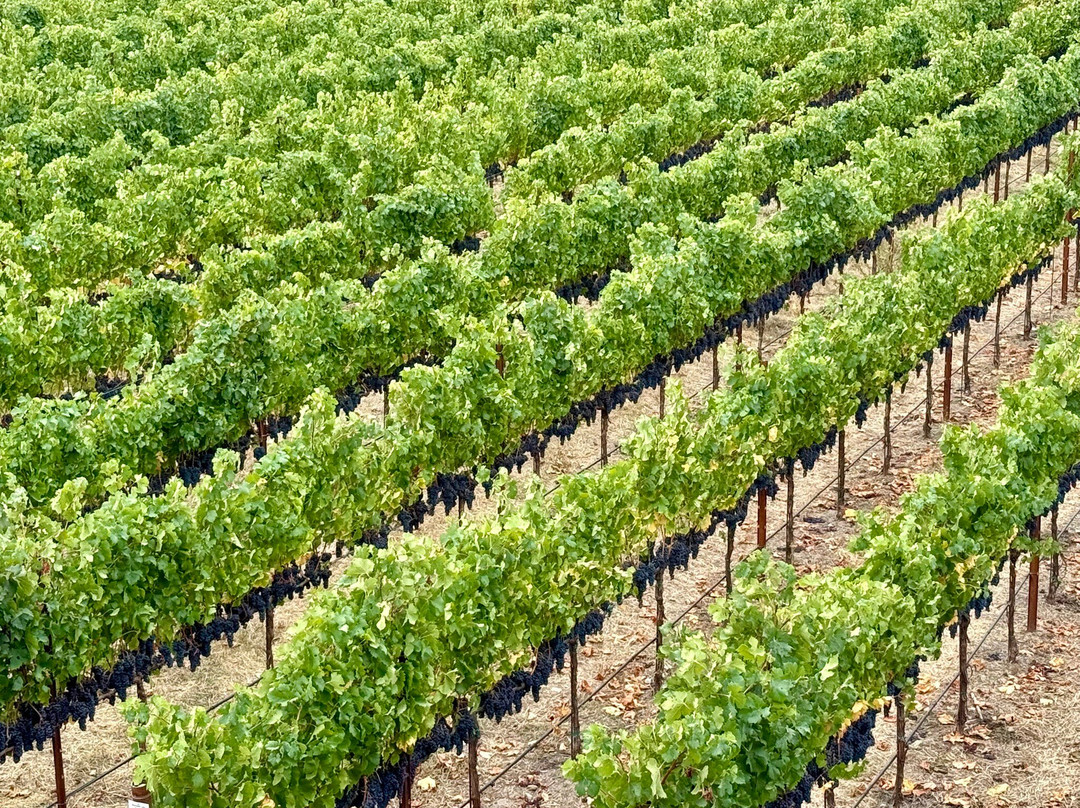 Whitehall Lane Winery-圣海伦娜必去景点