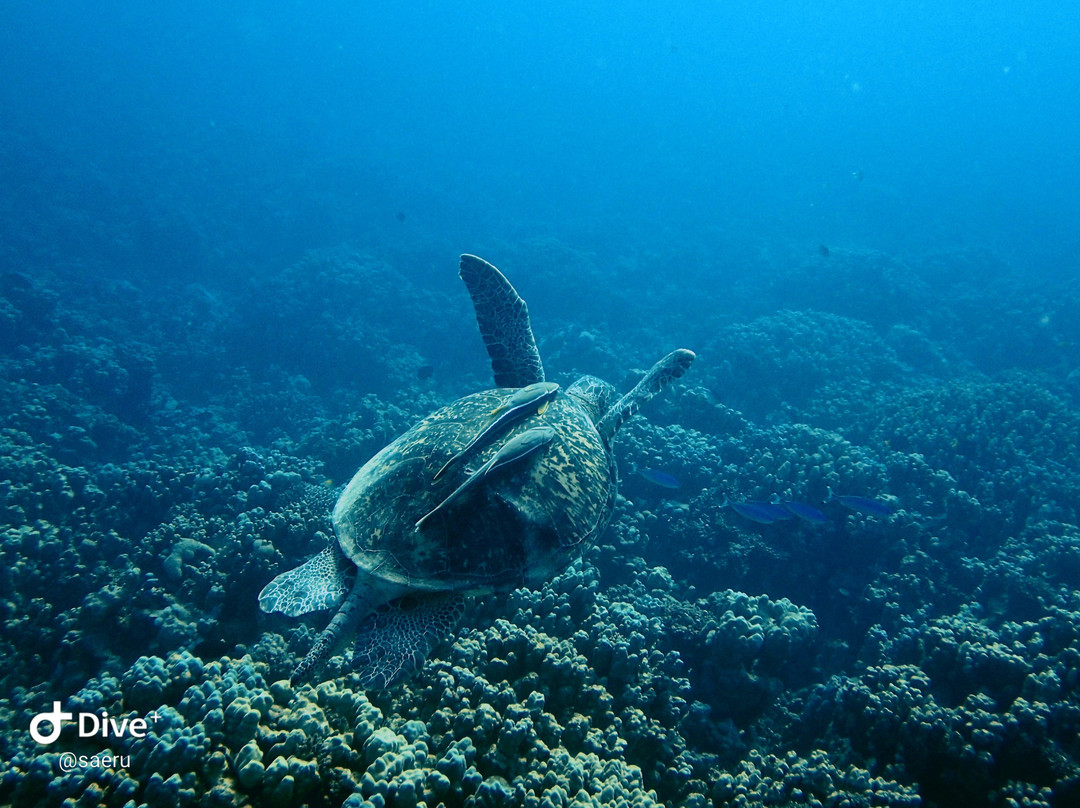 Aquarius Diving Club-马卡迪湾必去景点