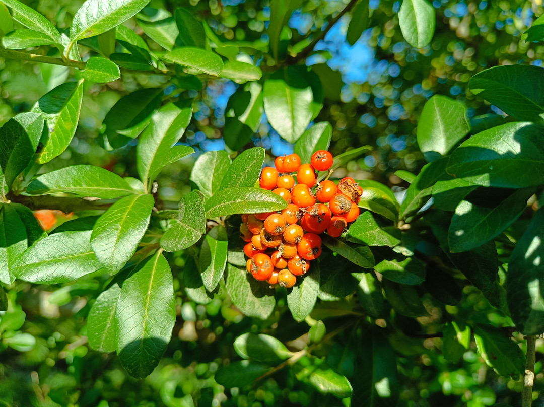 Hotel Villaro del Bosc主图