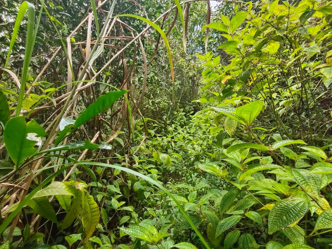 Gunung Berembun-日叻务村必去景点