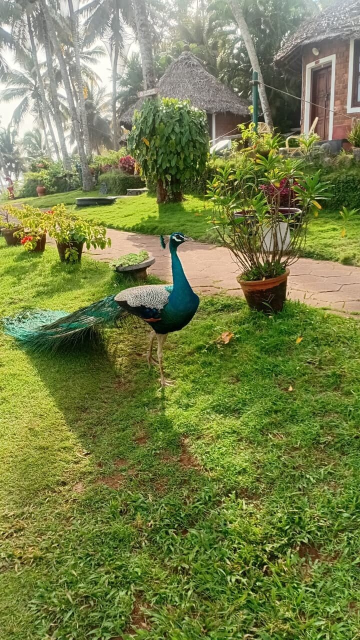 Soma Manaltheeram Ayurveda Beach Village-官方