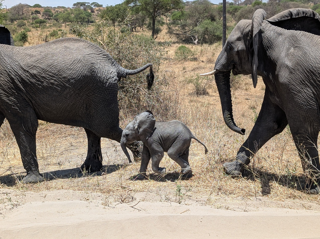 歌珊地非洲游猎之旅-阿鲁沙必去景点