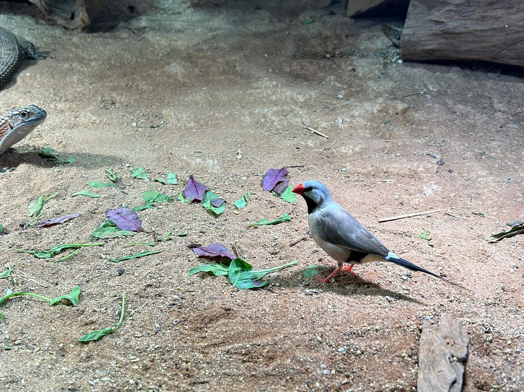 Reptilienzoo Allgäu-菲森必去景点