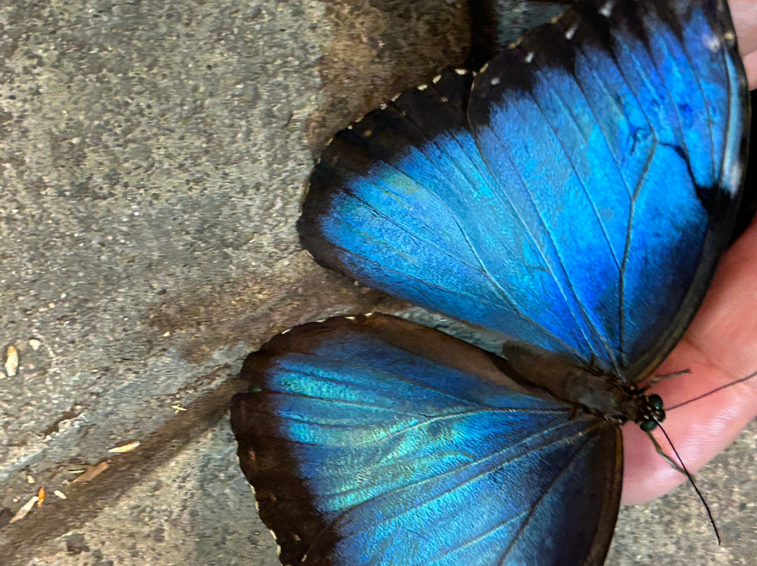 Cambridge Butterfly Conservatory-坎布里奇必去景点