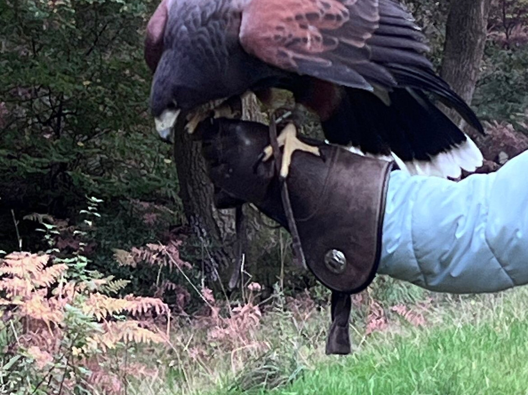 Hampshire Hawk Walks-Alton必去景点