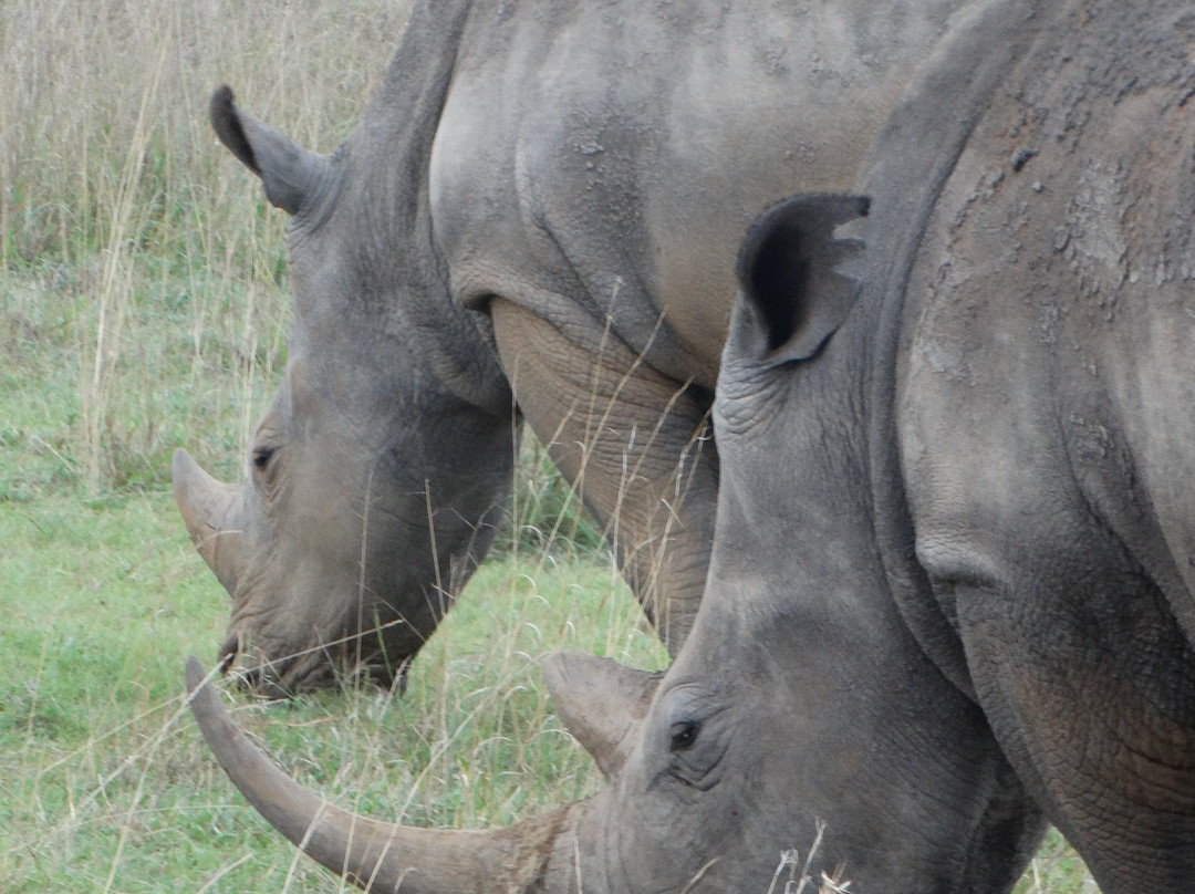 Bateleur Eagle Safaris-内罗毕必去景点