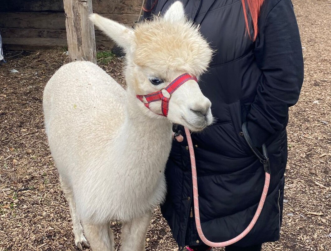 Nanny Sharon's Alpaca Farm C.I.C-Prenton必去景点