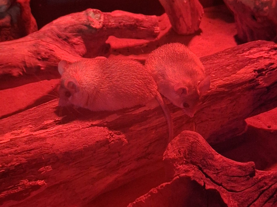 Exotic Zoo Wildlife Park + Natural History & Dino Museum-特尔福德必去景点