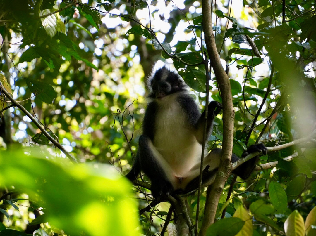 Jhony Jungle Trekking-Ketambe必去景点