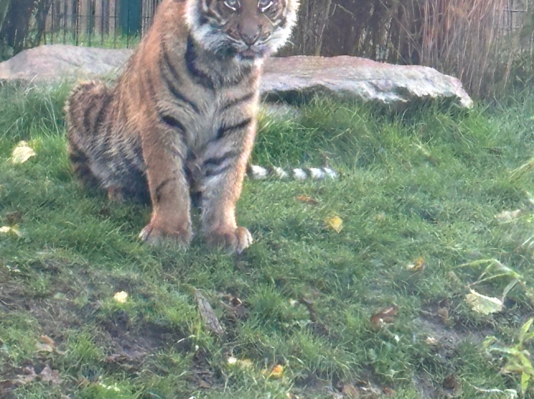 Safari Lodges At West Midlands Safari Park主图