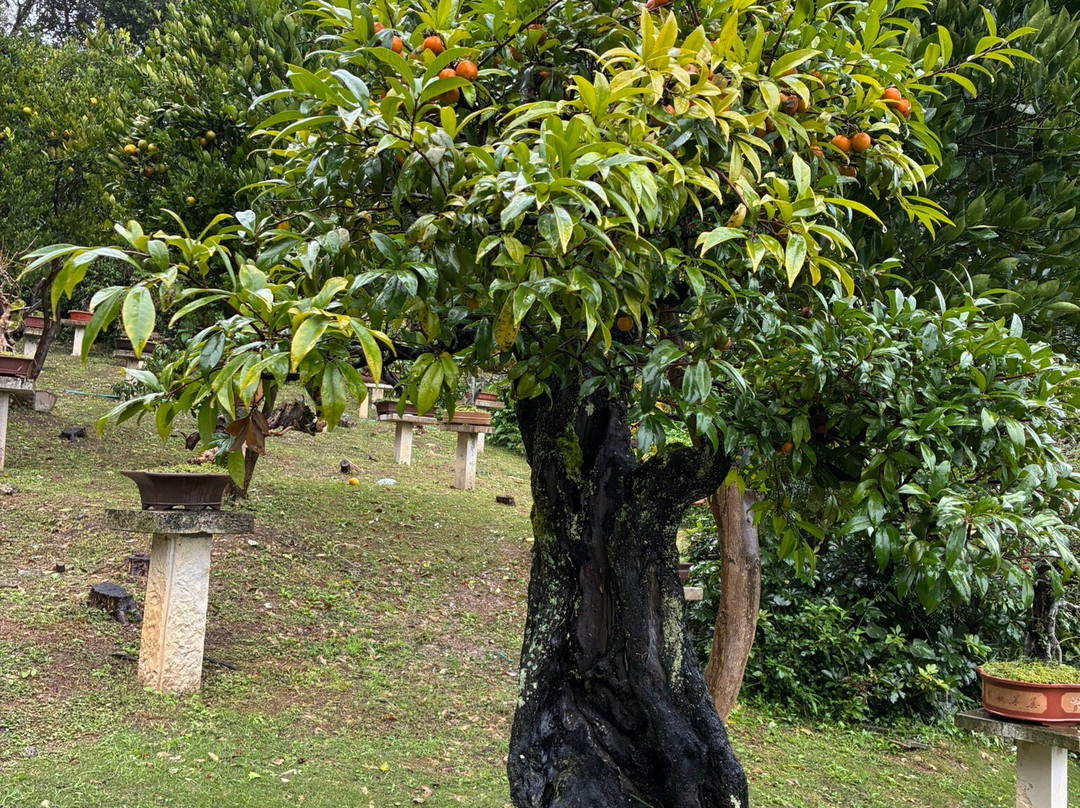 黄果树盆景园-镇宁布依族苗族自治县必去景点