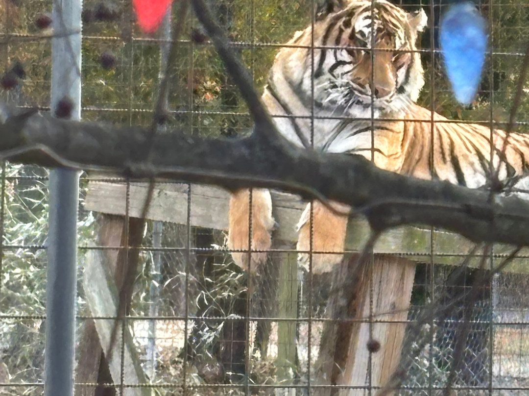 Animal Park At The Conservators Center-伯灵顿必去景点