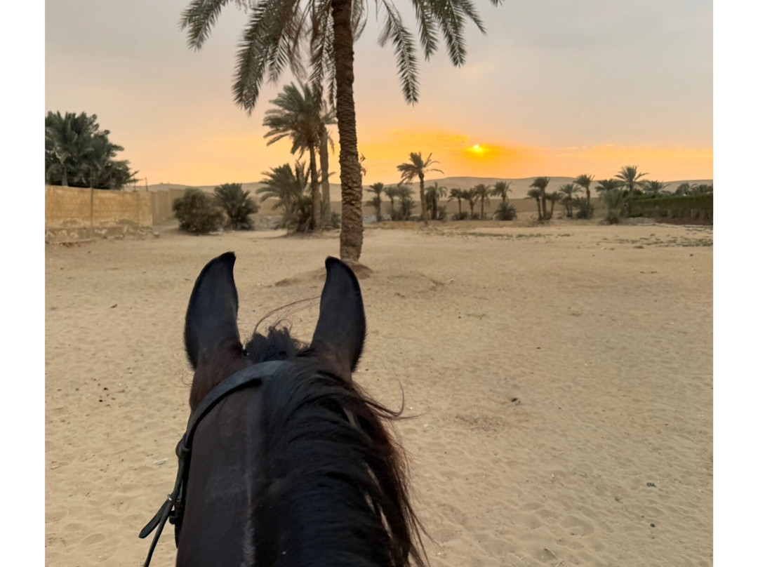 Kfb Stables, Abu Sir Pyramids-Abu Sir必去景点