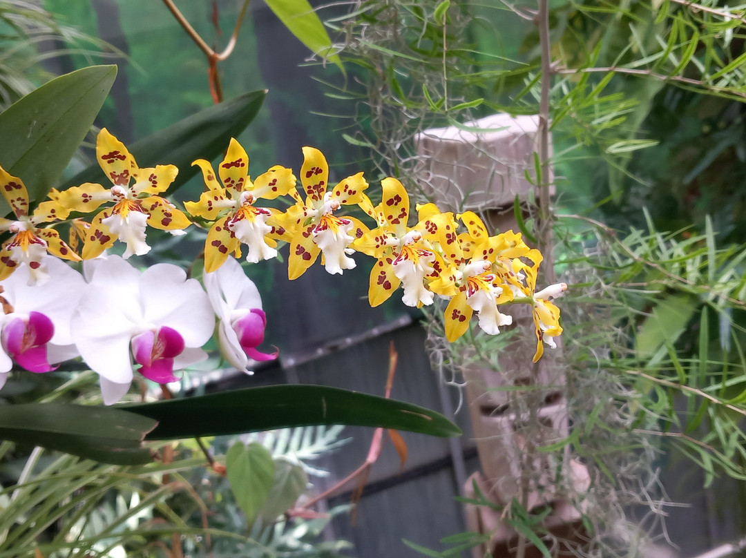 昂热植物园-昂热必去景点