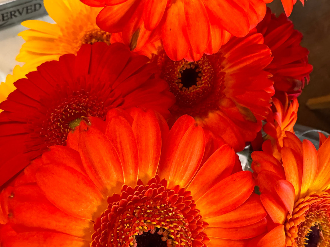 Foley Johnson Winery-拉瑟福德必去景点