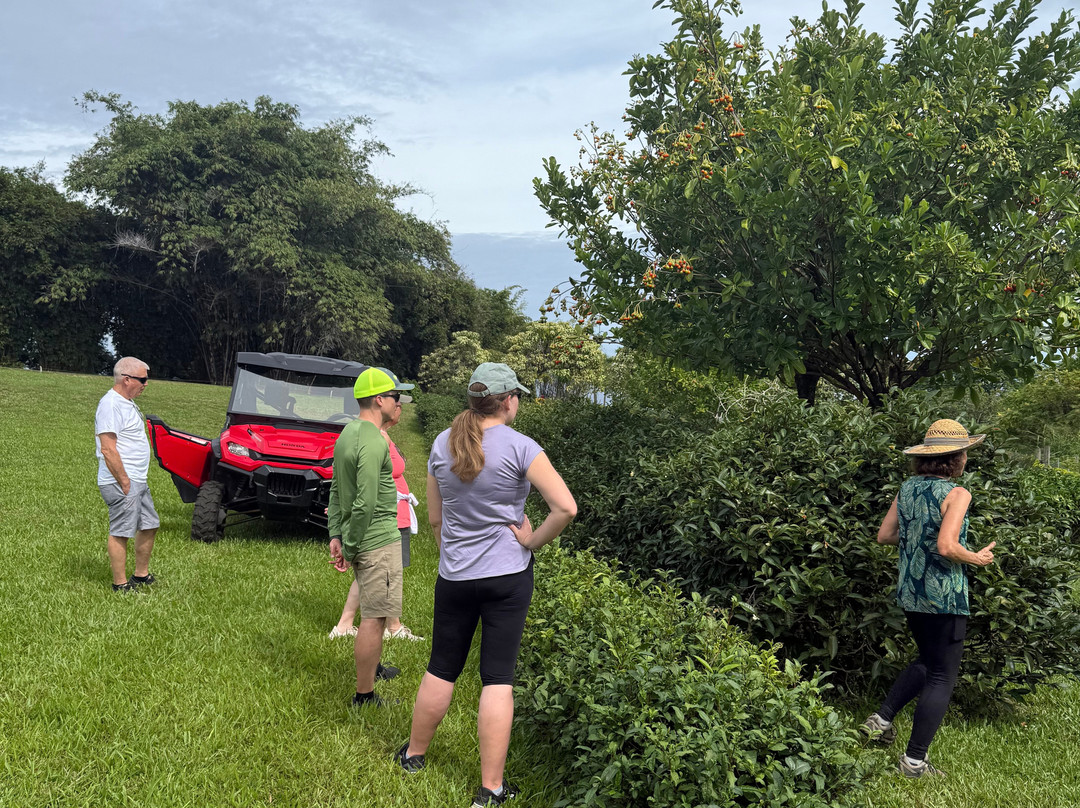 Ancient Leaf Tea-帕派科欧必去景点
