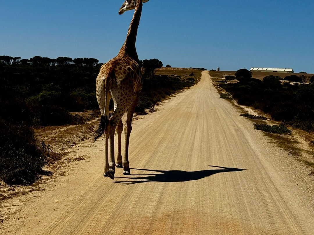 Buffelsfontein Game & Nature Reserve - Day Tours-Darling必去景点