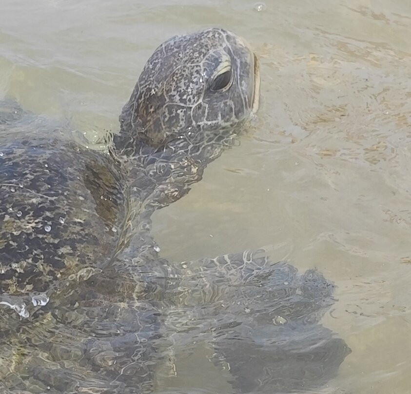 Jupiter Beach Restaurant