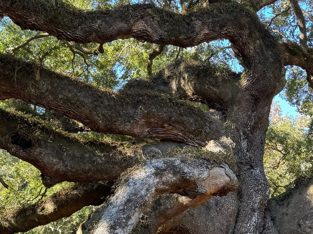 Angel Oak Tree-Johns Island必去景点