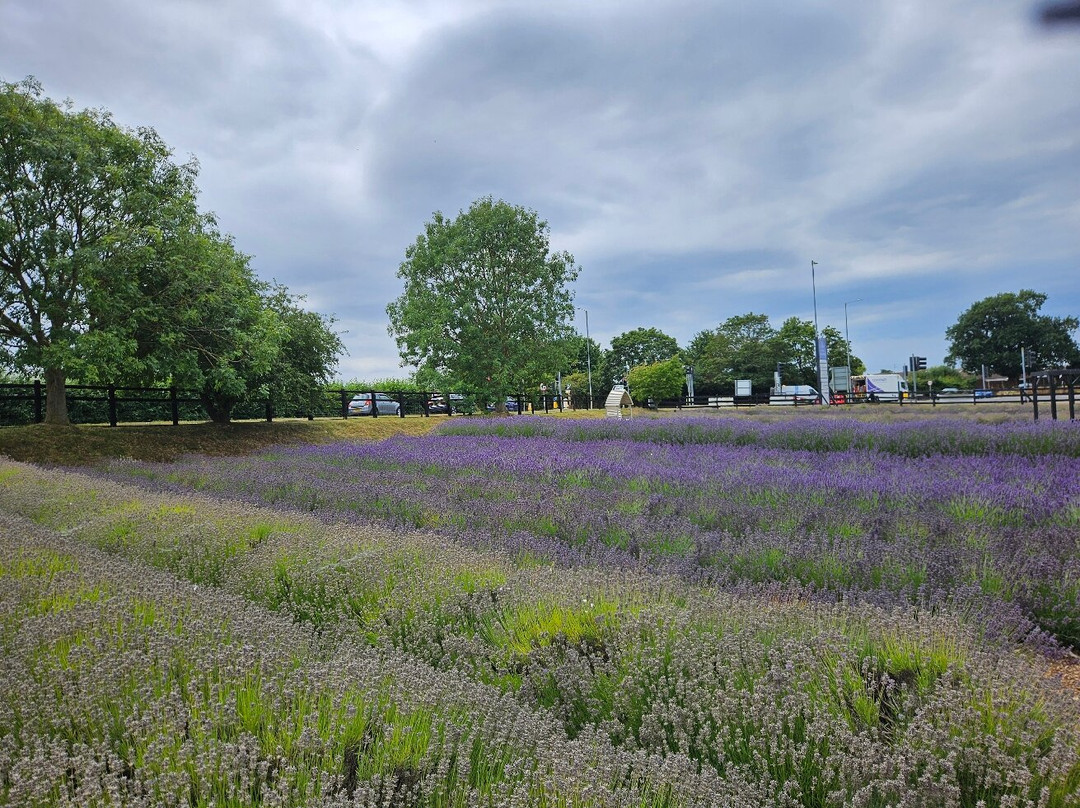 Norfolk Lavender-Heacham必去景点