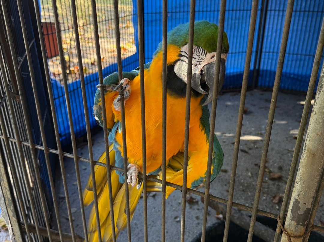 Bear Creek Feline Center-巴拿马城必去景点