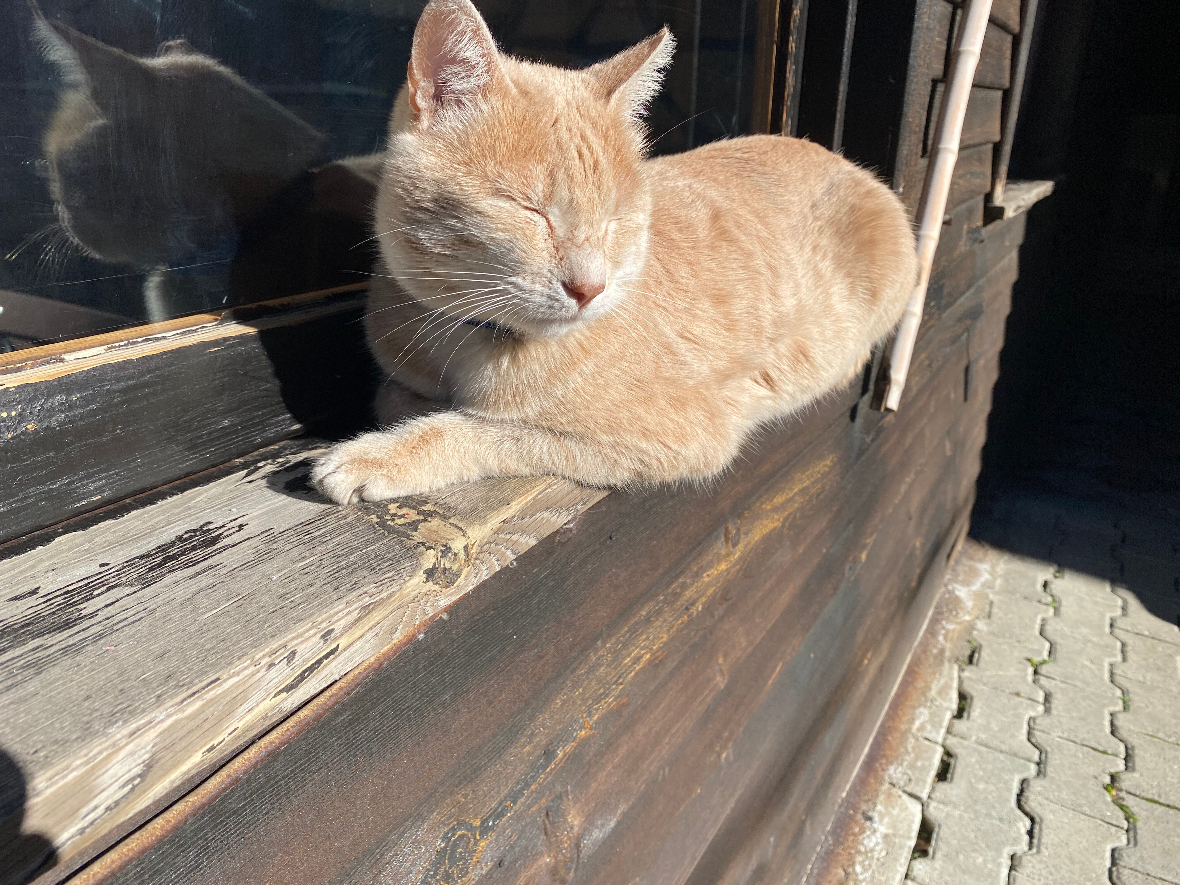 Abant Zümrüt Dağevi-官方