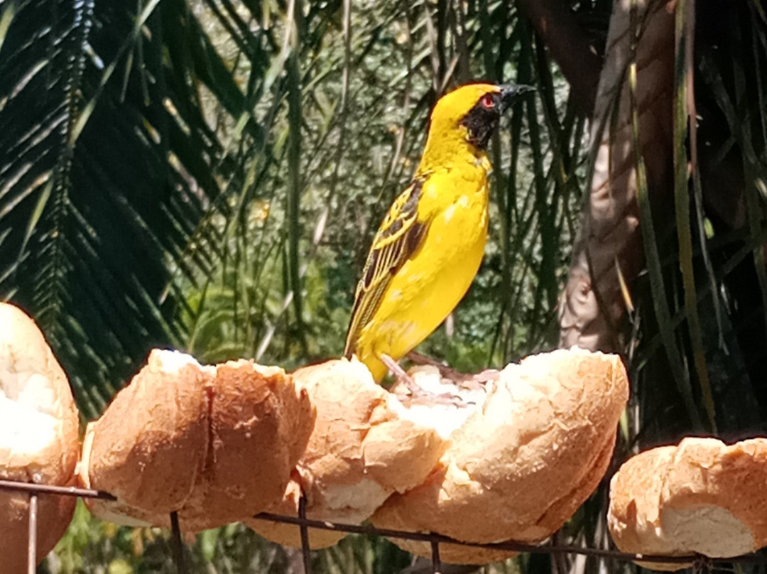 Sir Seewoosagur Ramgoolam Botanical Garden-庞波慕斯必去景点