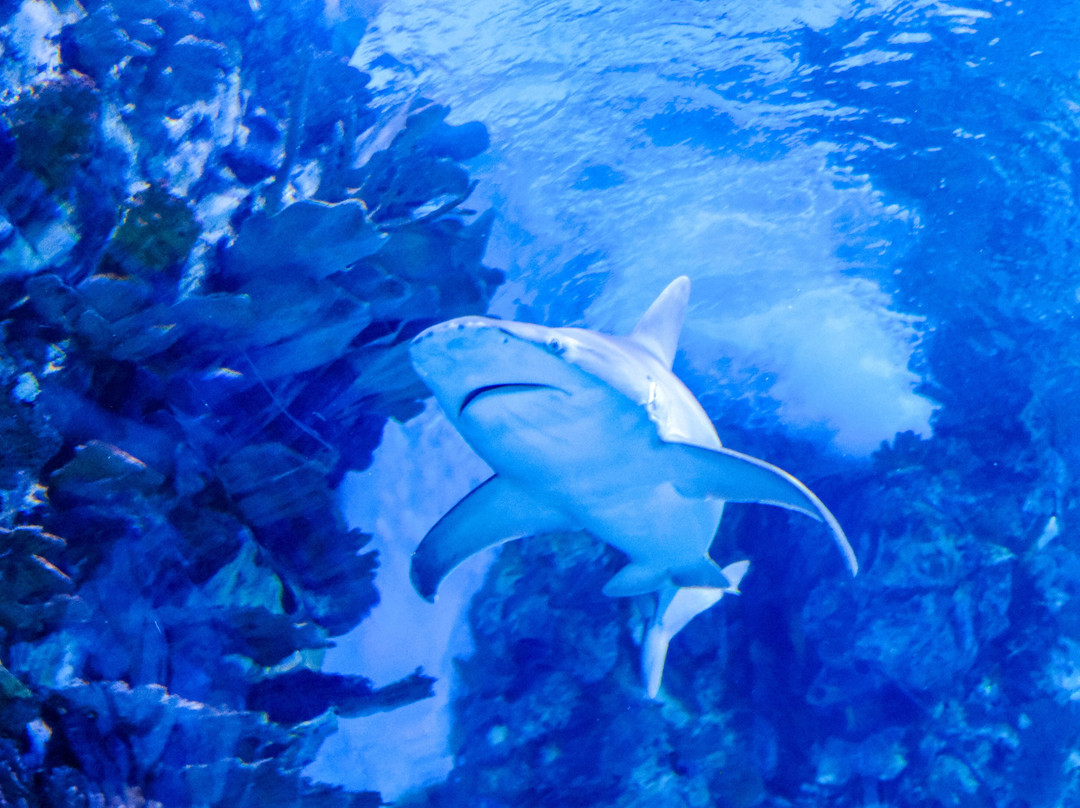 Tropicarium-Oceanárium-布达佩斯必去景点