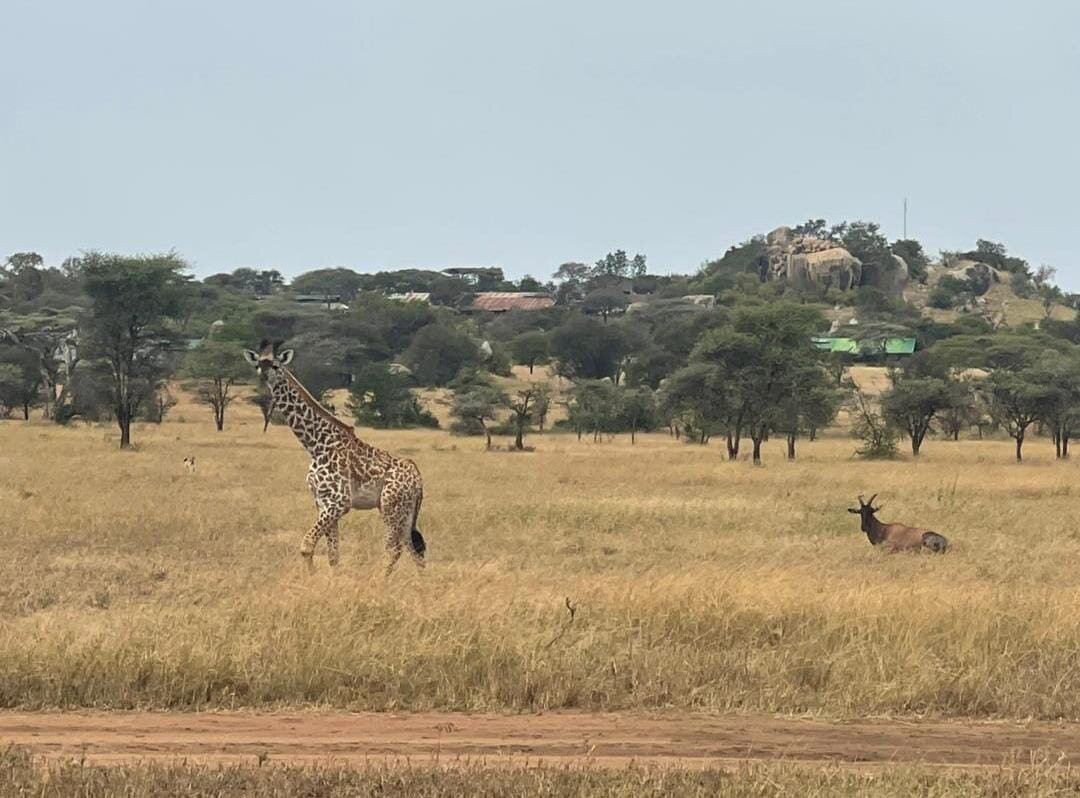 Seven Wonders Safaris-Usa River必去景点