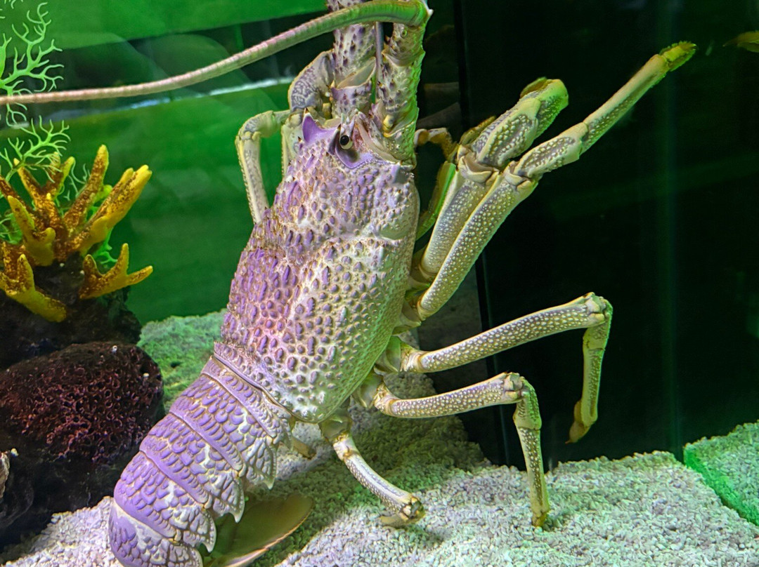 The Shore Oceanarium-马六甲必去景点