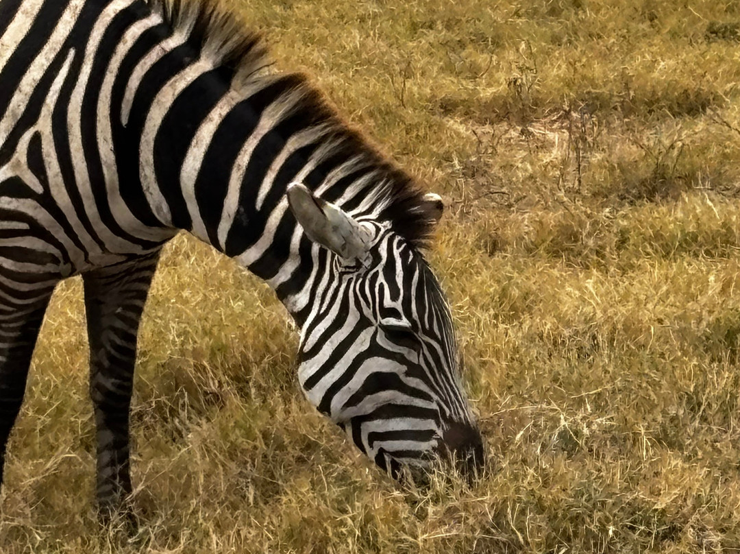 Odyssey Safaris-南由基必去景点