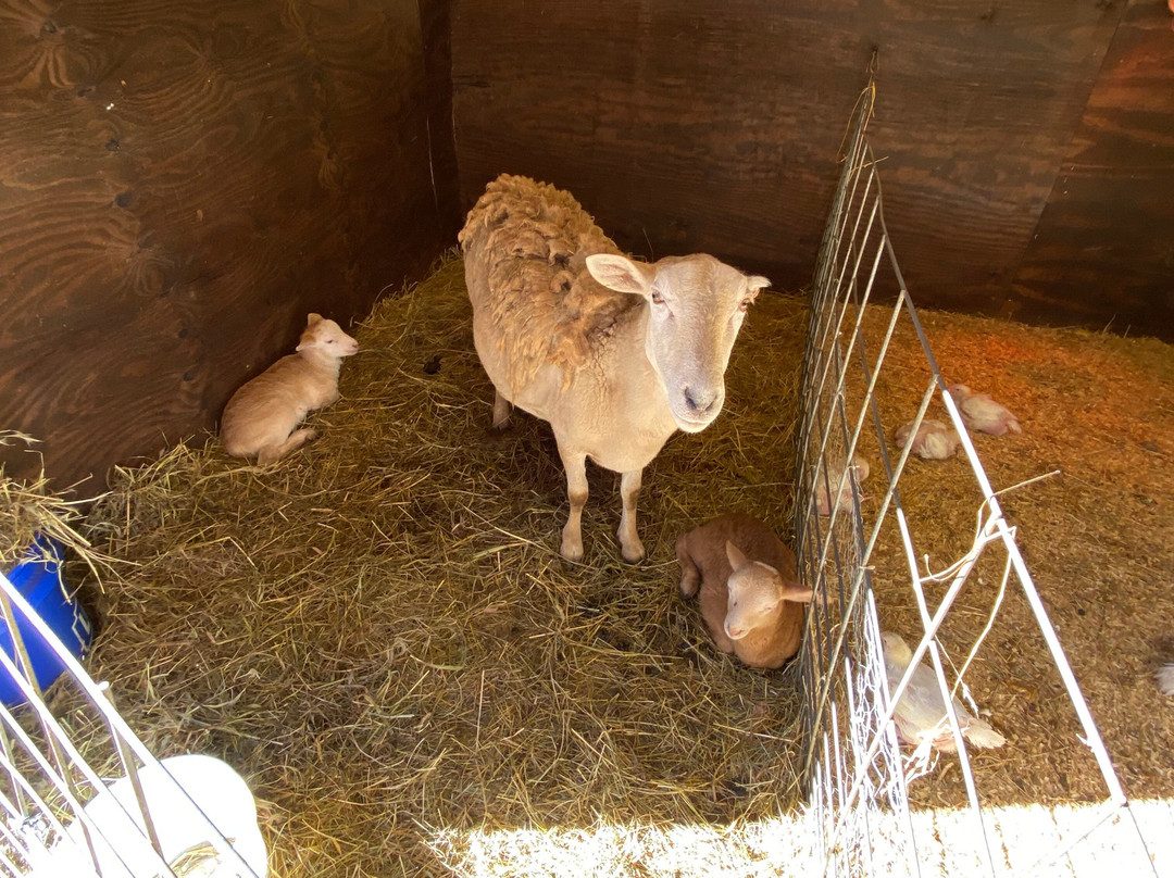 Cress Creeks Farm And Corn Maze-Ellijay必去景点
