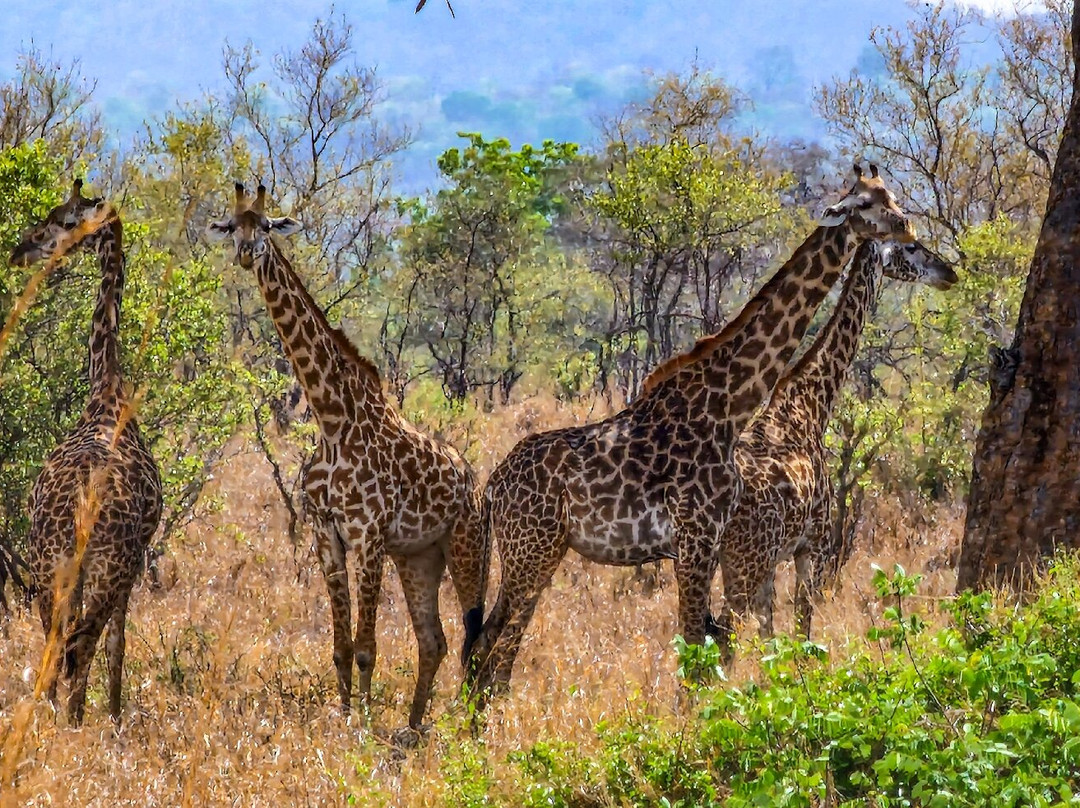 Kihindo  Tours and Safaris Limited-Dar es Salaam必去景点