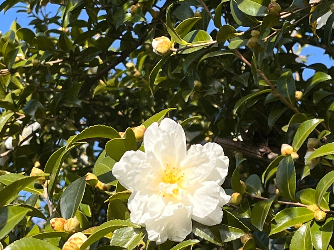 Camellia Hill-西归浦市必去景点