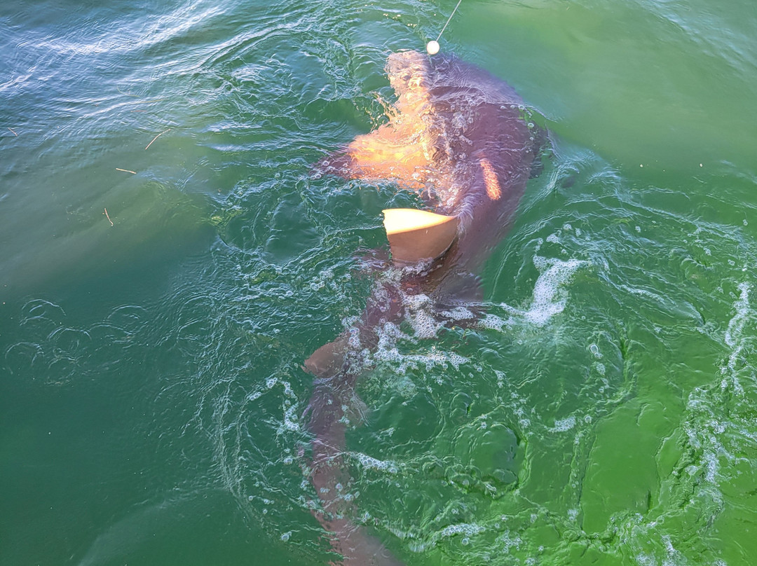 Best Bet Sportfishing-Key Colony Beach必去景点