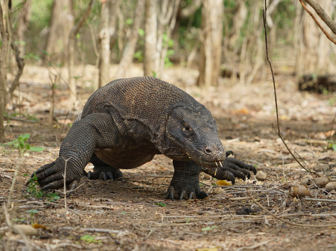 East Indonesia Trip-Labuan Bajo必去景点