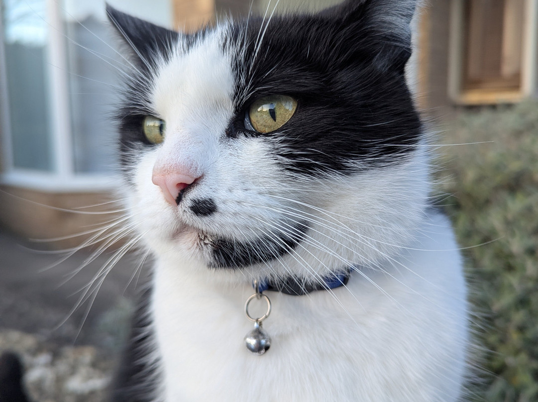 Wall Cat-Bishop's Cleeve必去景点