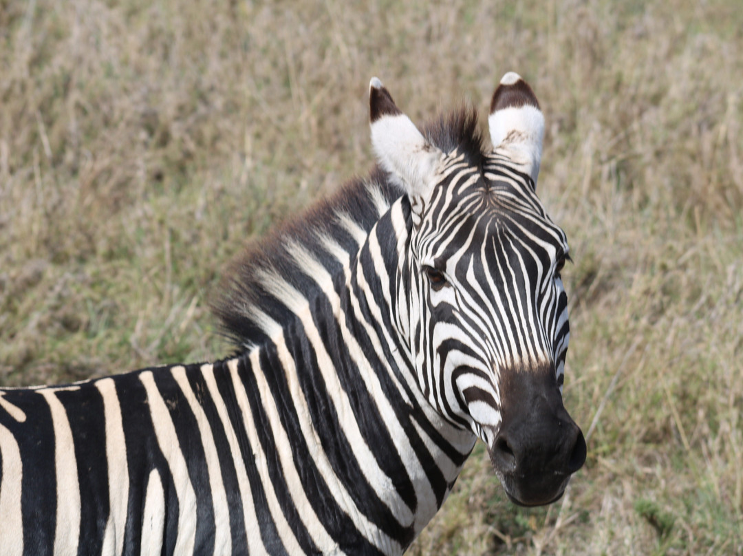 Abroad to Tanzania Safaris Ltd-Usa River必去景点