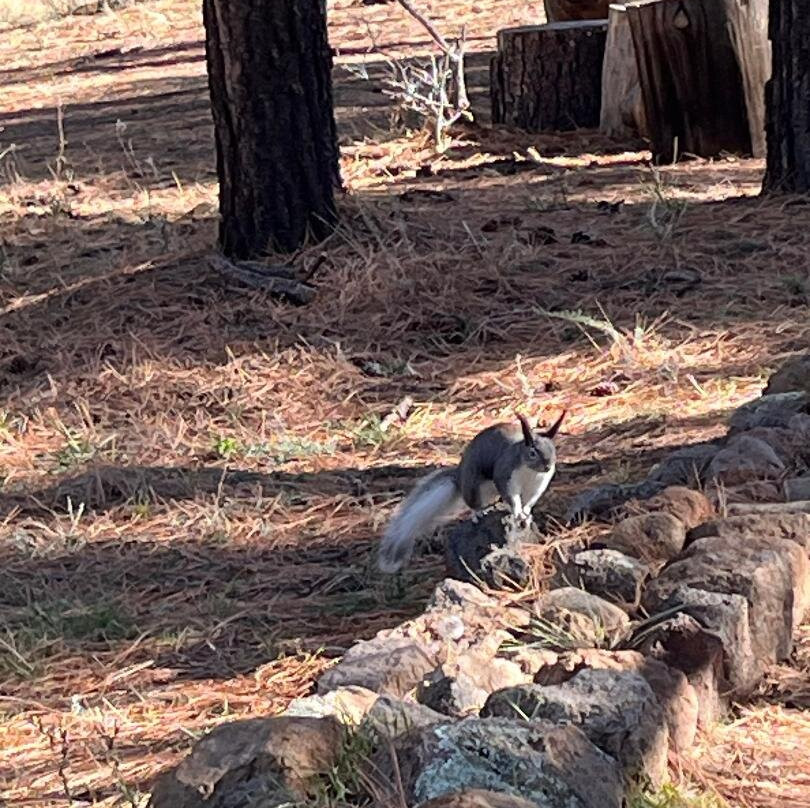 Elden Pueblo-弗拉格斯塔夫必去景点