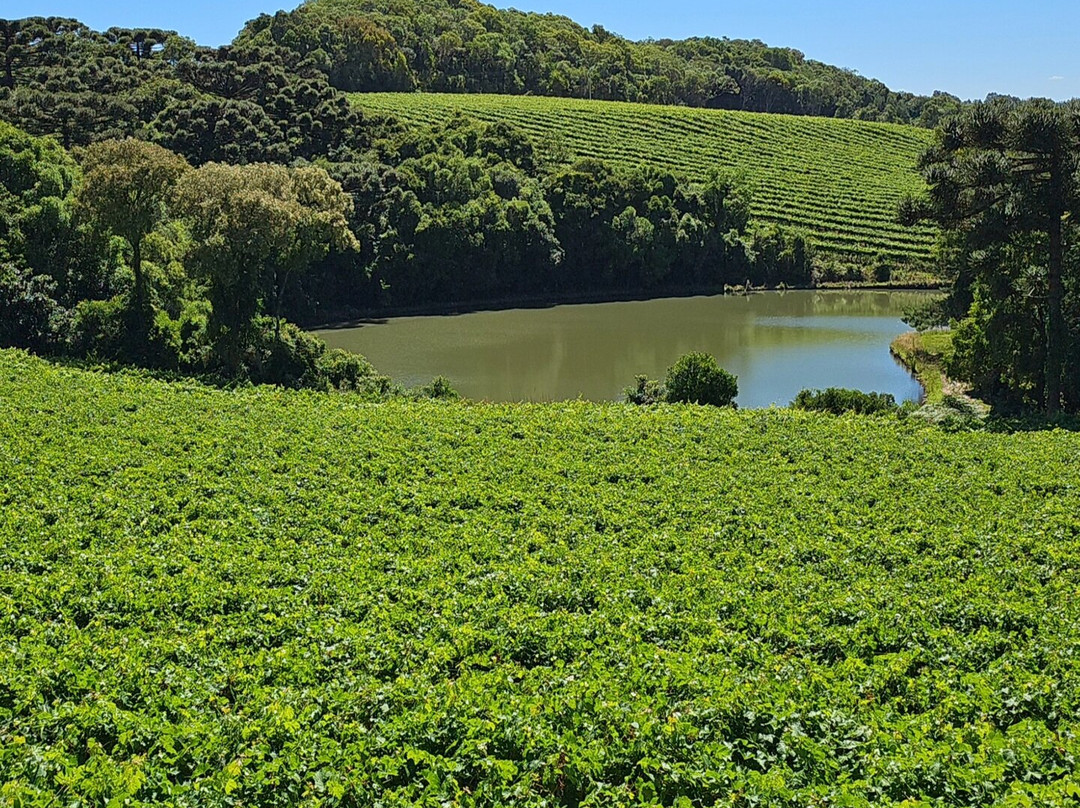 Vinicola Quinta Don Bonifacio-南卡希亚斯必去景点