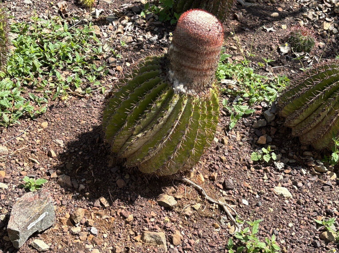 Jardin Botanique du Desert-La Desirade必去景点