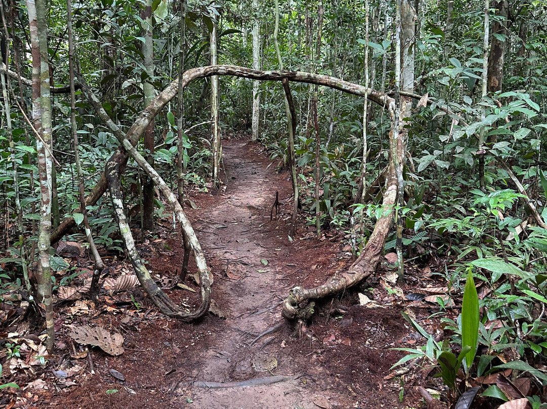 Psychonauta Foundation-伊基托斯必去景点