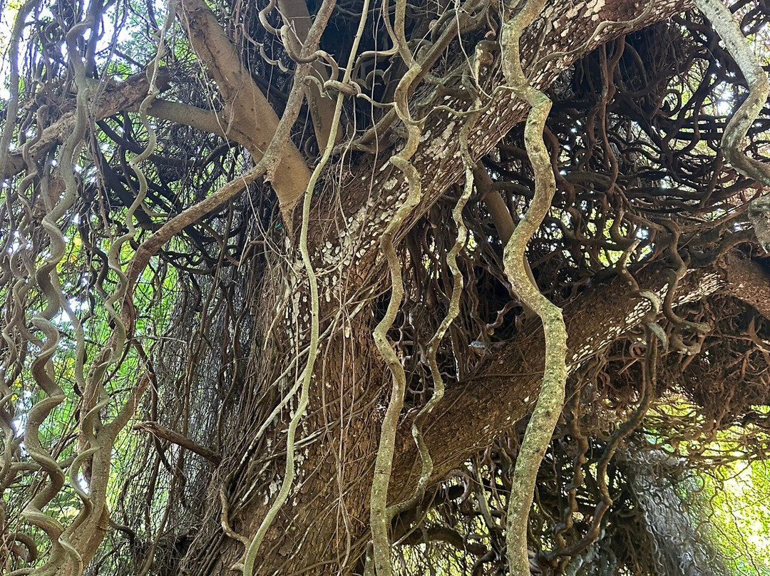 麦克布莱德花园-坡伊普必去景点
